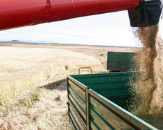 Metuppskera af þurrkuðu korni