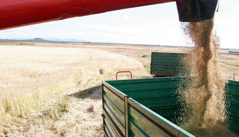 Metuppskera af þurrkuðu korni