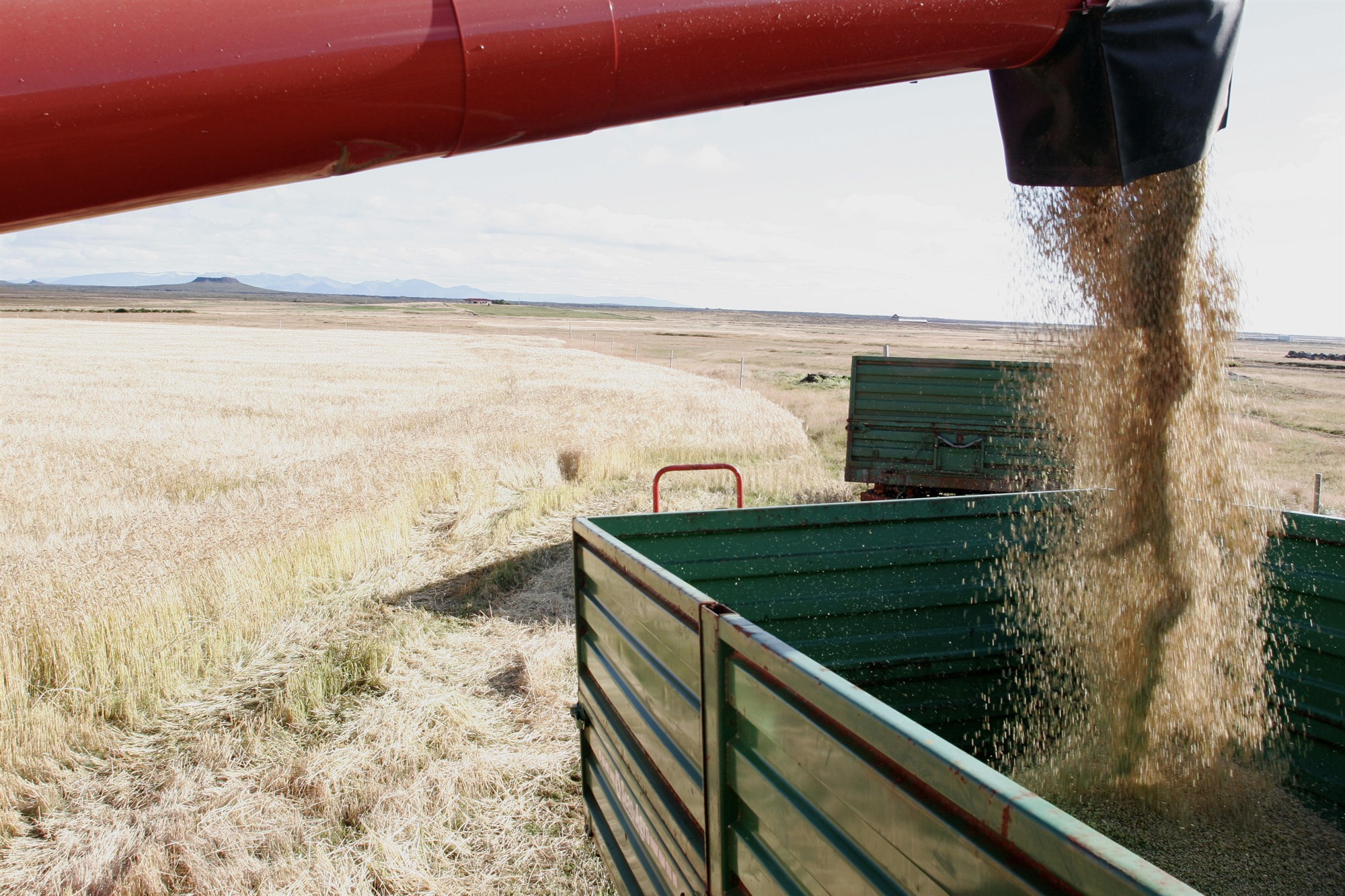 Þingsályktunartillaga um eflingu kornræktar