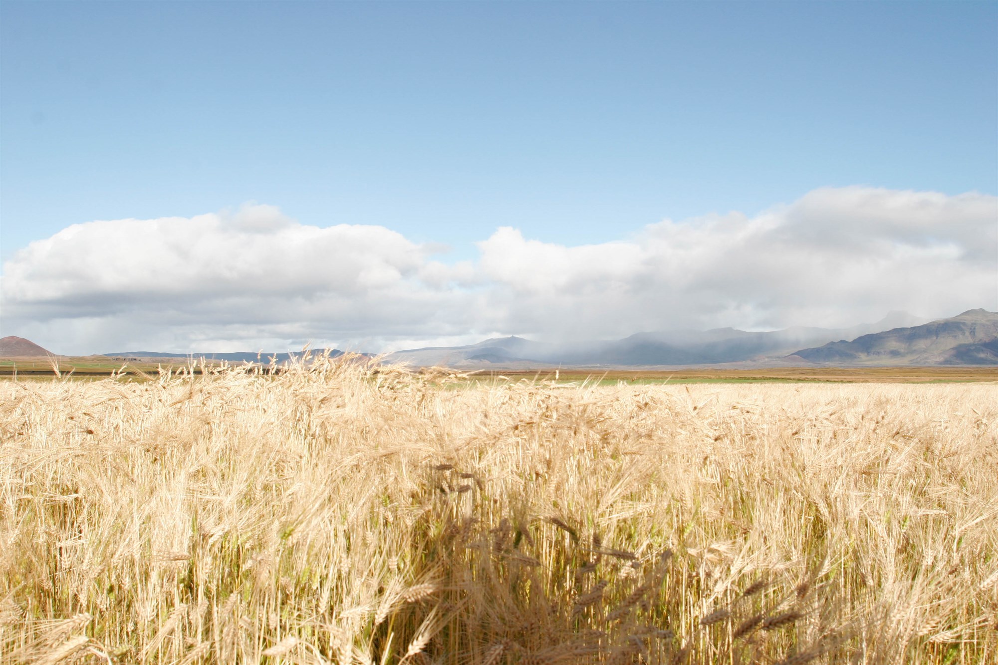 Ómarktæk vísindagrein um skaðleysi glýfosats 