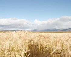 Ómarktæk vísindagrein um skaðleysi glýfosats 