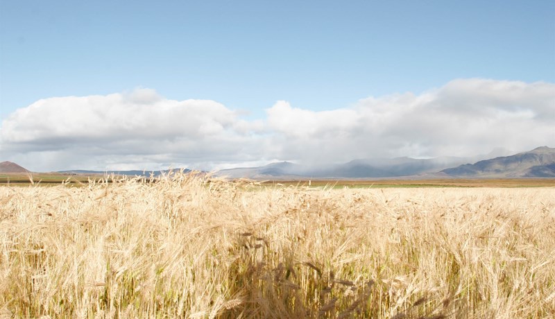 Ómarktæk vísindagrein um skaðleysi glýfosats