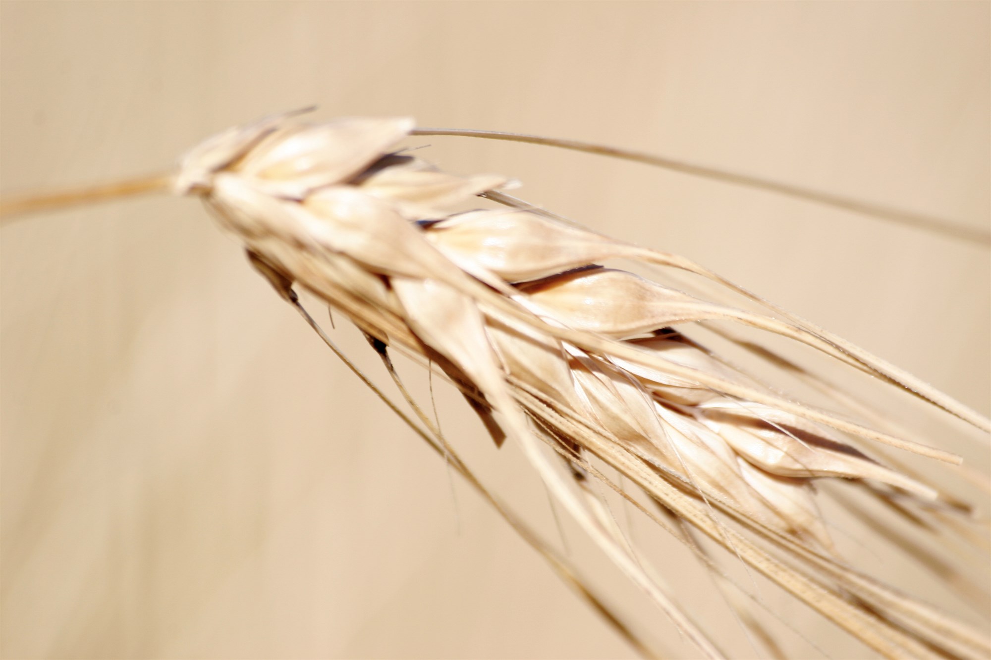 Tillögur matvælaráðherra til fæðuöryggis Íslands