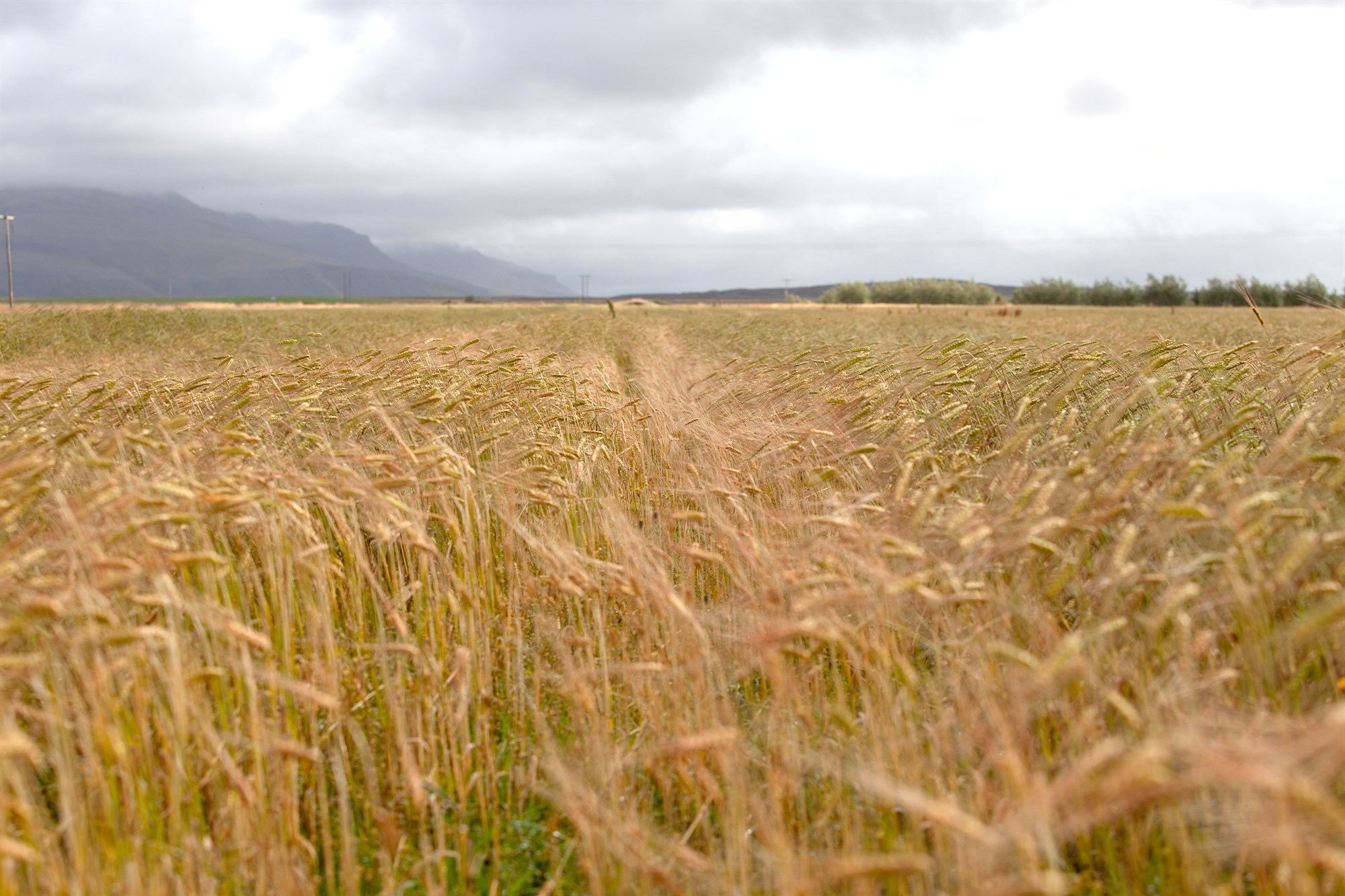 Lök kornuppskera á landinu