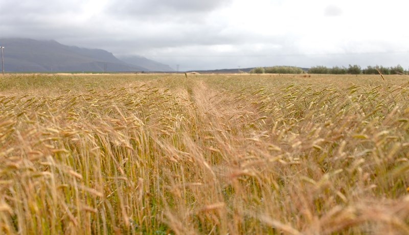 Lök kornuppskera á landinu