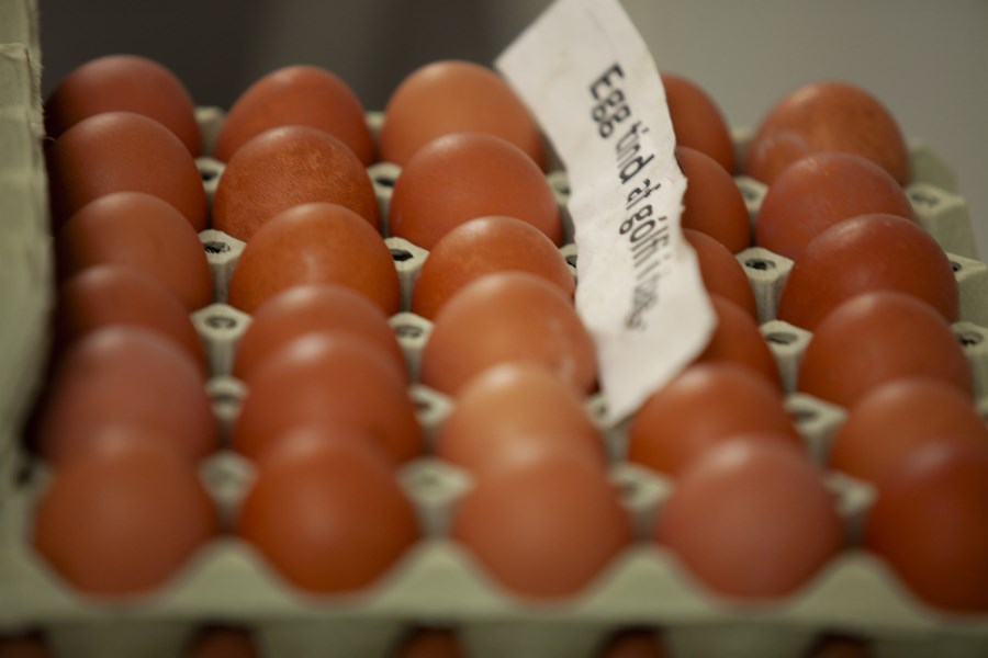 Í nýlegri rannsókn Matís sést að magn eilífðarefnanna PFAS í íslenskum eggjum er langt undir hámarksgildum.