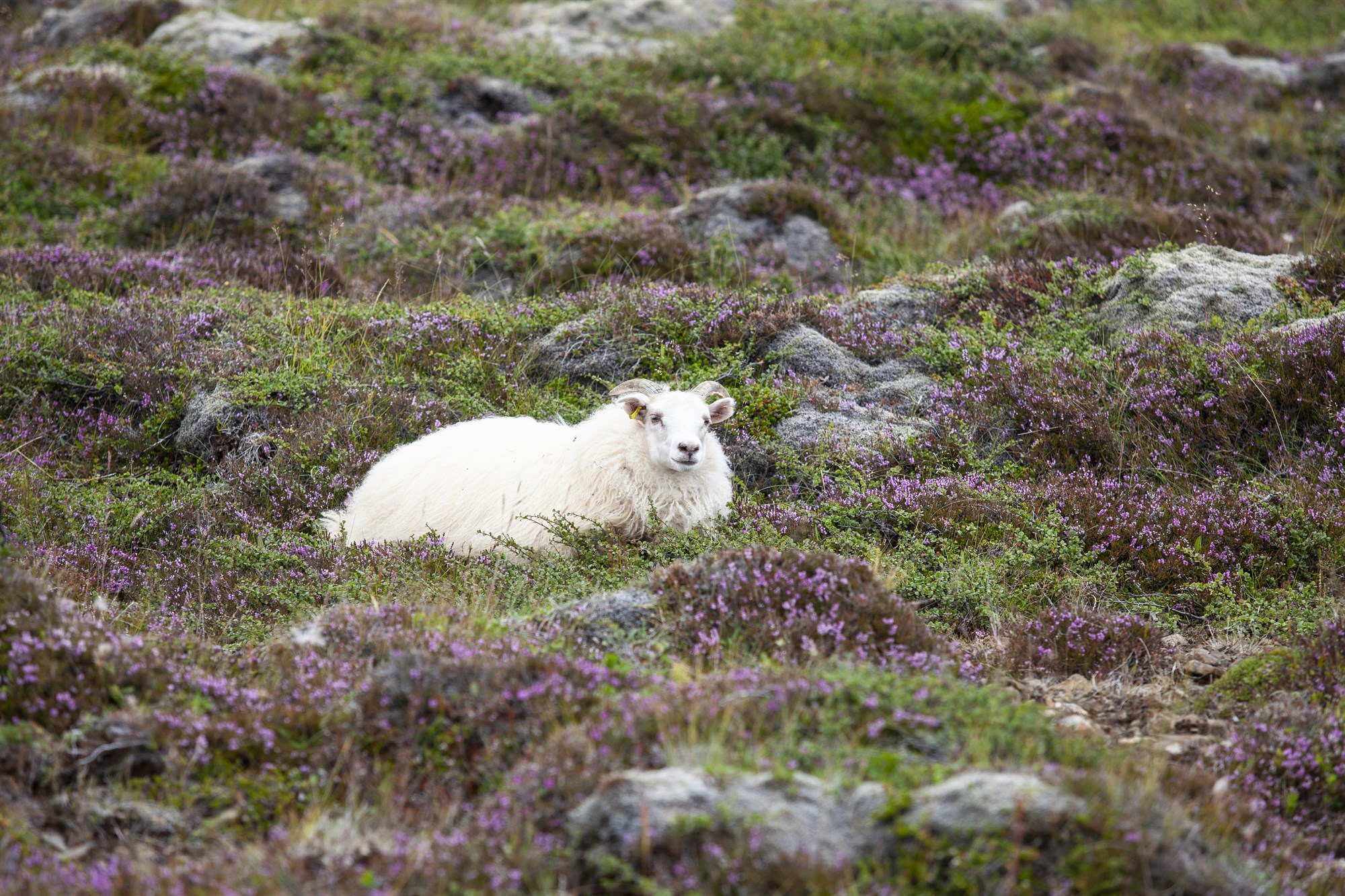 Heildarlög um loftslagsmál