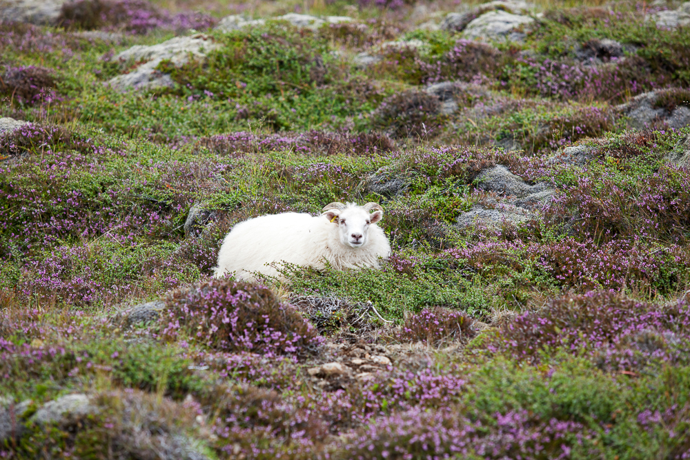 Sjálfbærni og vísindi