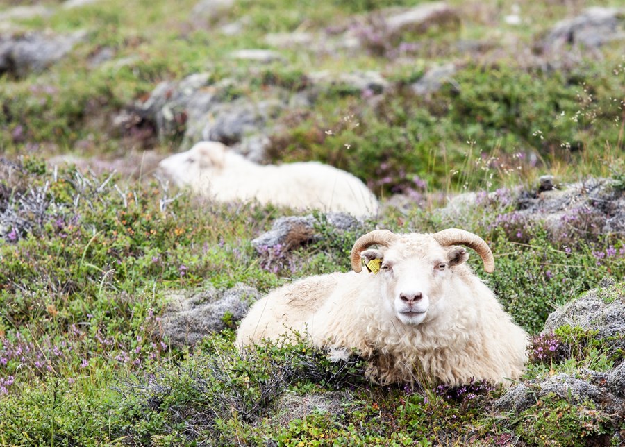 Talið er að umtalsvert færri sláturlömb nú miðað við síðustu sláturtíð, megi rekja meðal annars til áhrif ótíðarinnar í fyrra á frjósemi ánna. 