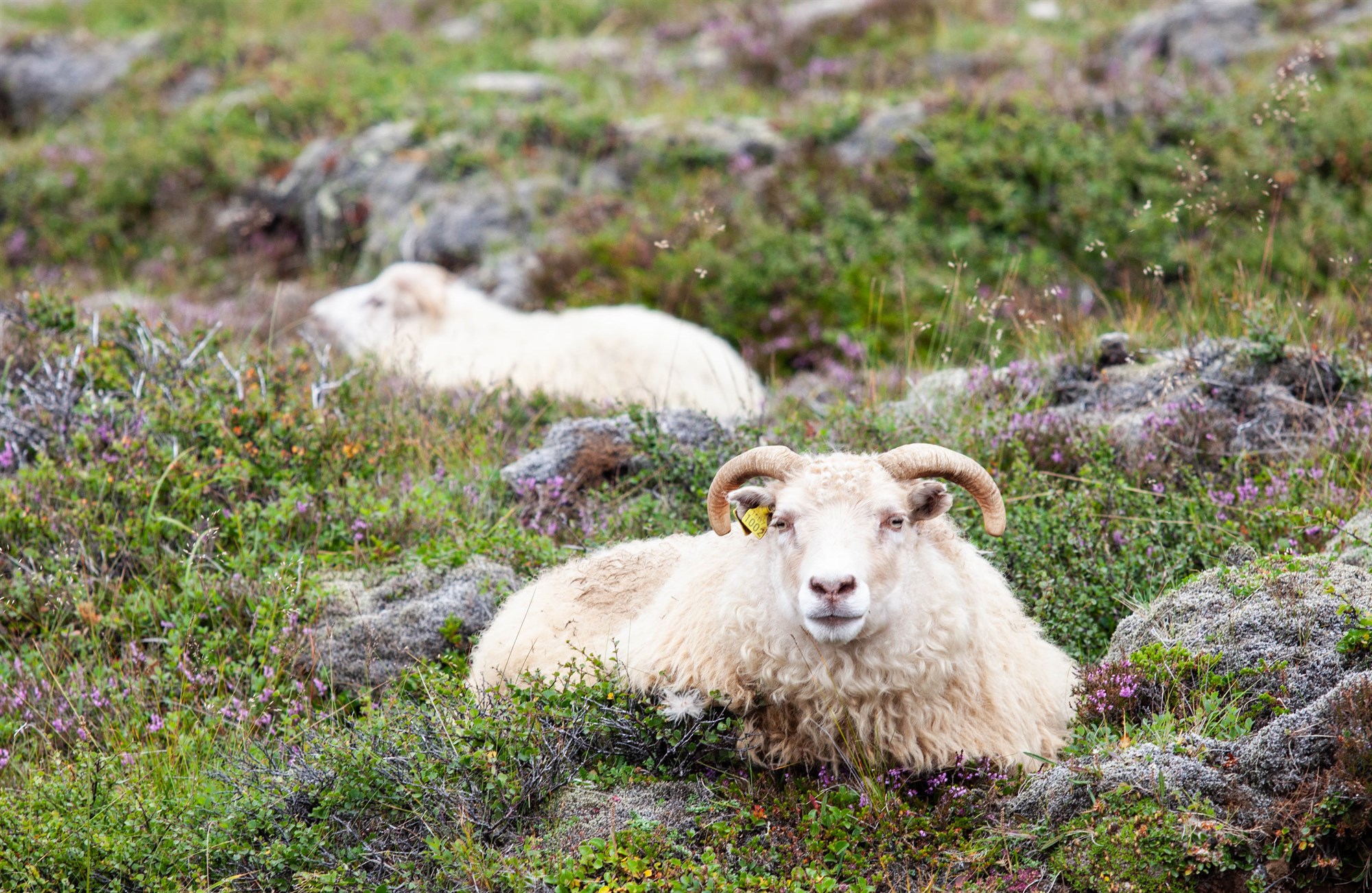 Skýrsluhald í sauðfjárrækt: Óvenju vænir dilkar og hæsta meðaleinkunn fyrir gerð
