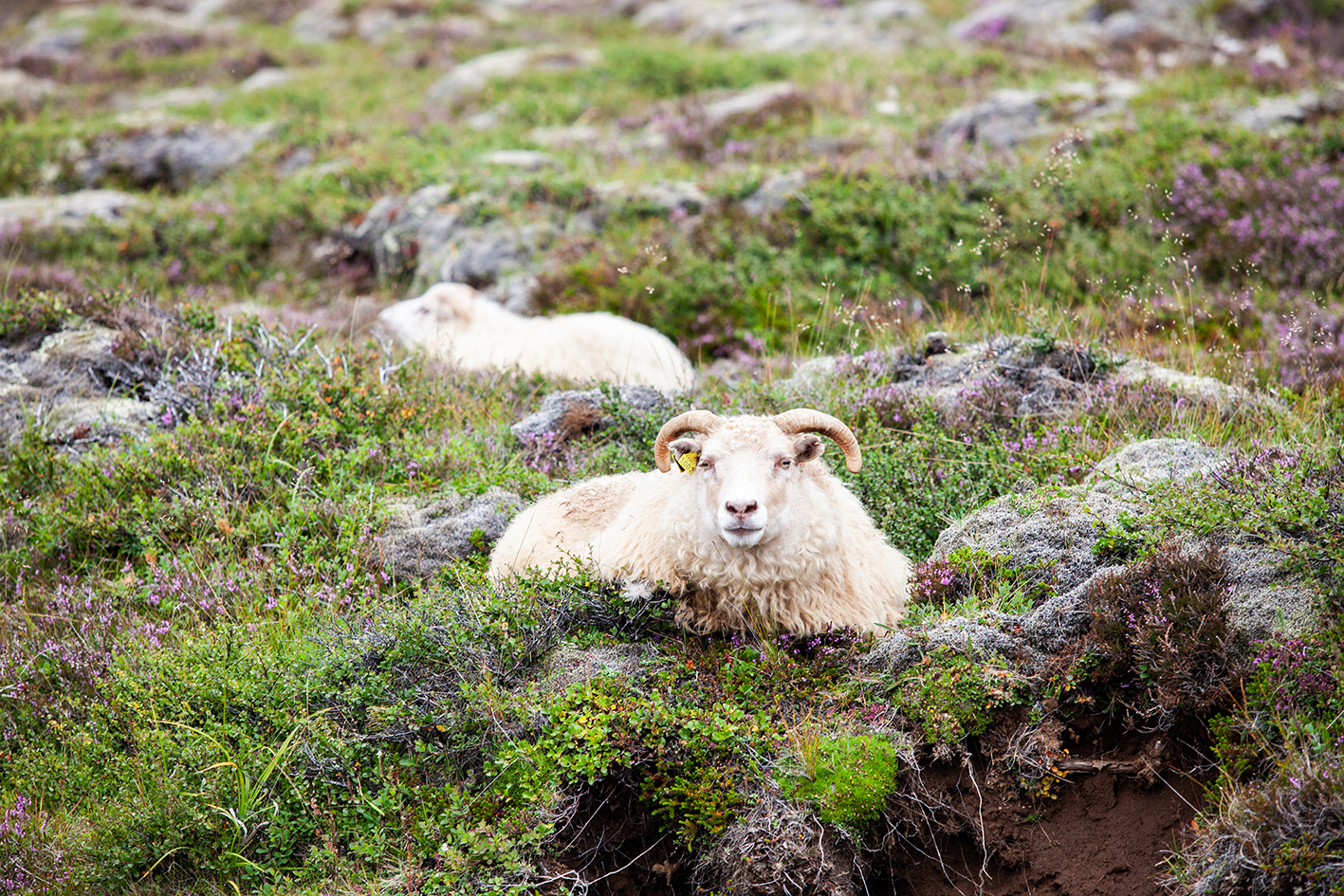 Horfið frá takmörkun beitar í fjalllendi