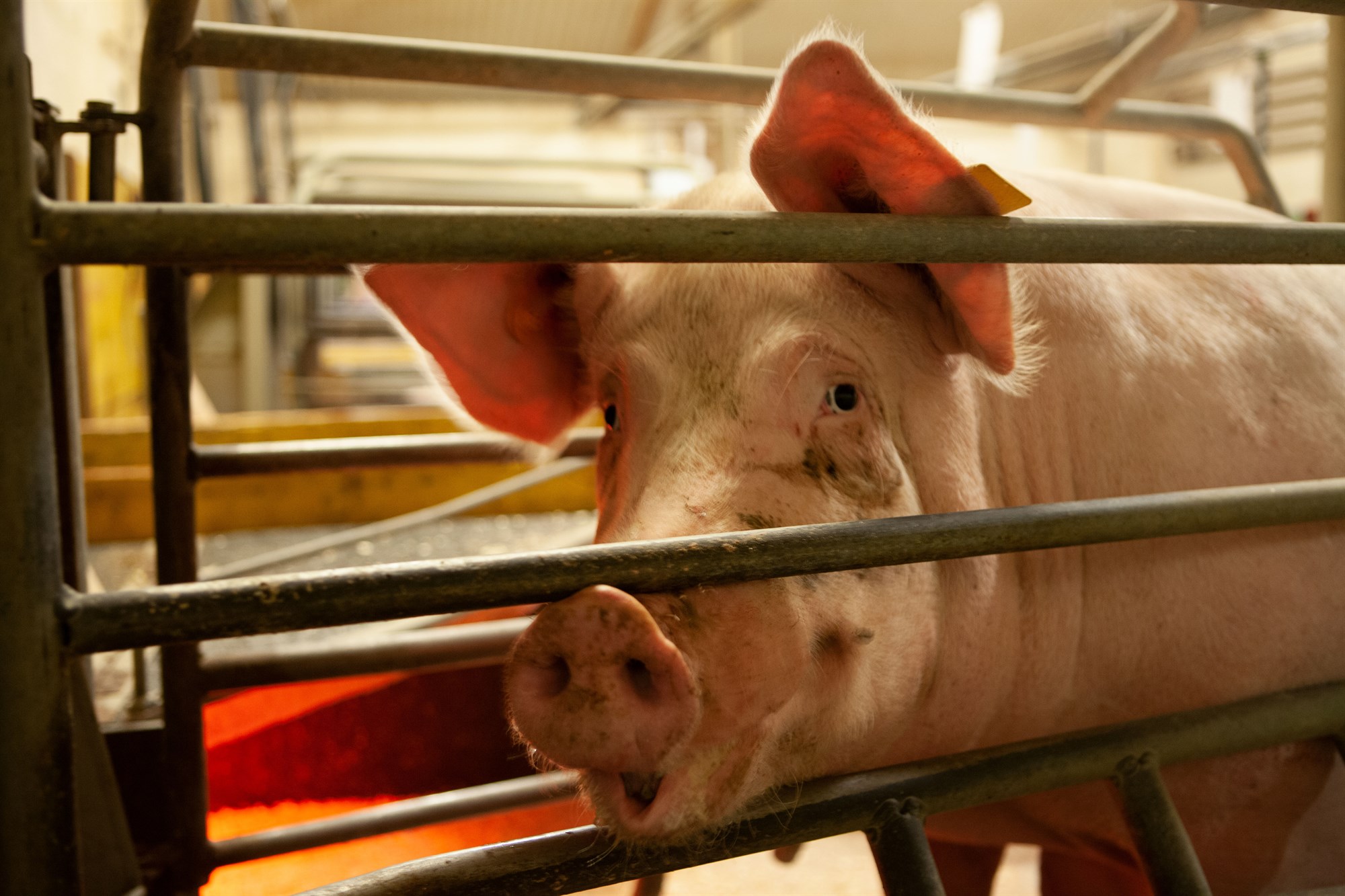 Svínakjöt er í fyrsta sinn í sögunni komið fram úr íslensku kindakjöti í sölu 