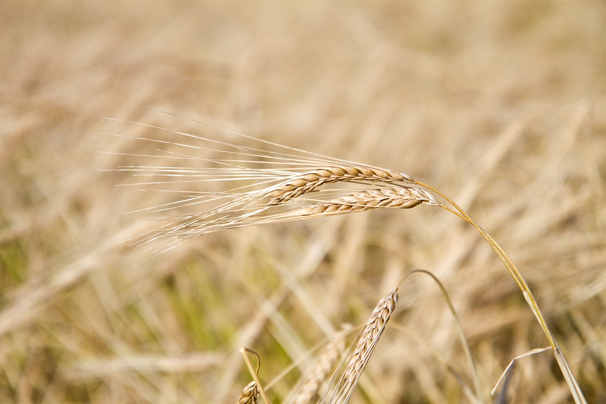 Þekking og reynsla Katrínar