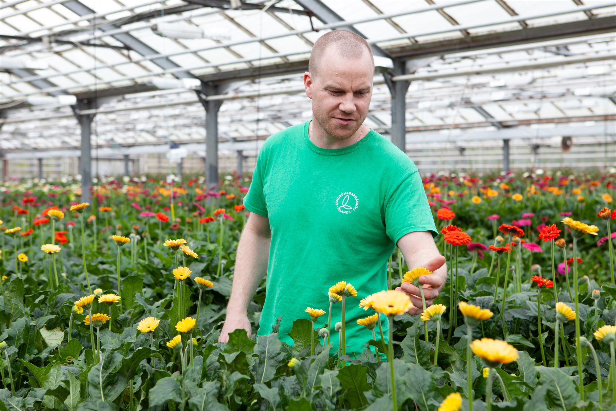 Sala á íslenskum blómum hefur aukist mjög í farsóttarástandinu
