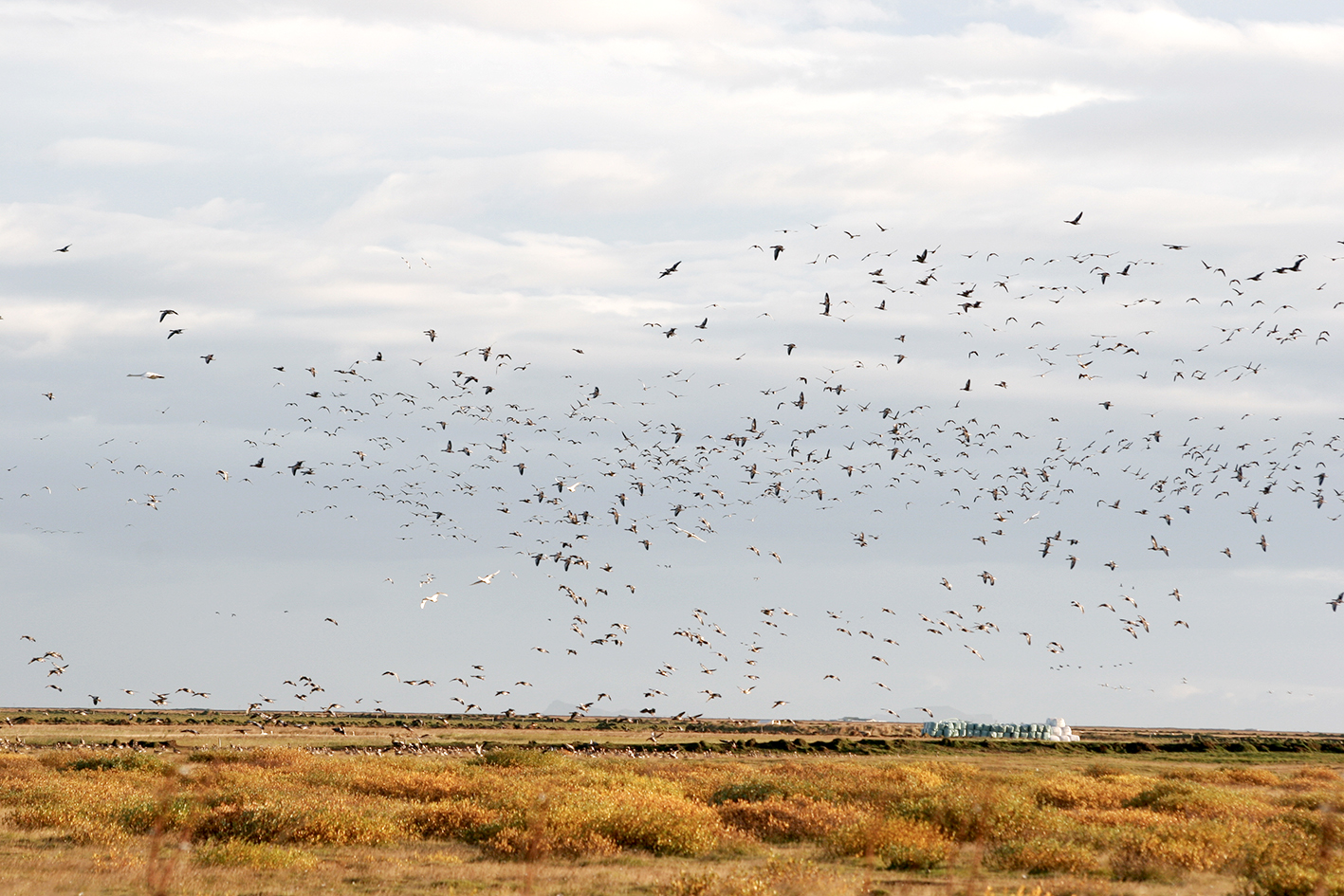 Ekkert veiðibann á döfinni