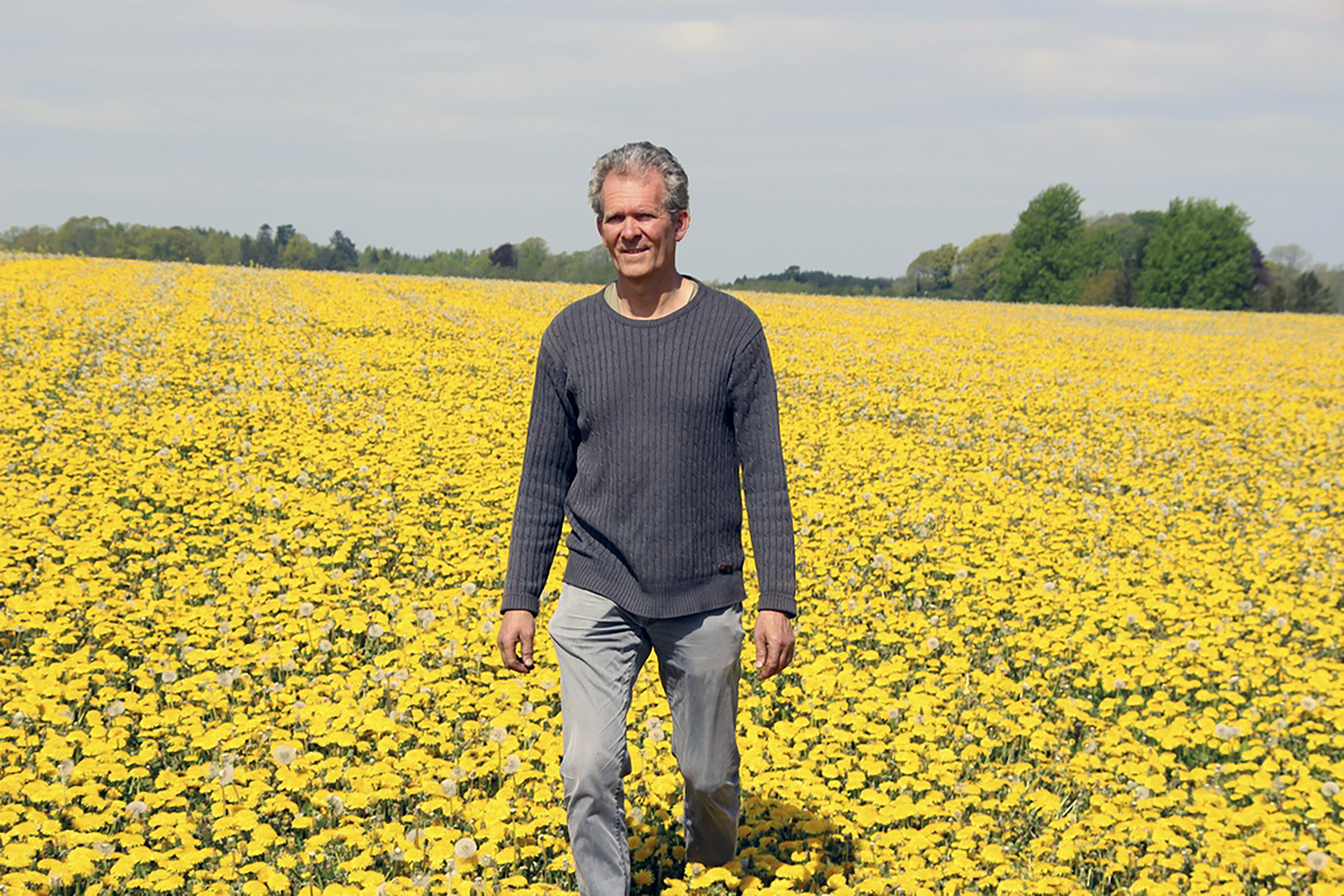 Framleiðir túnfíflasaft af 8 hektara túnfíflaakri