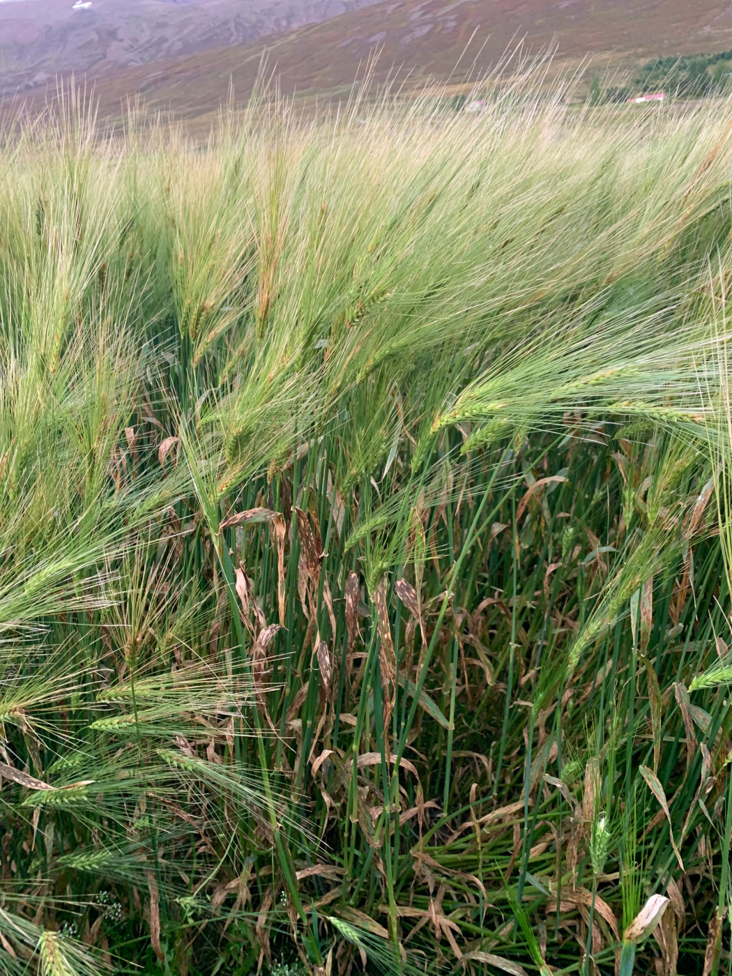 Notkun varnarefna í íslenskri akuryrkju