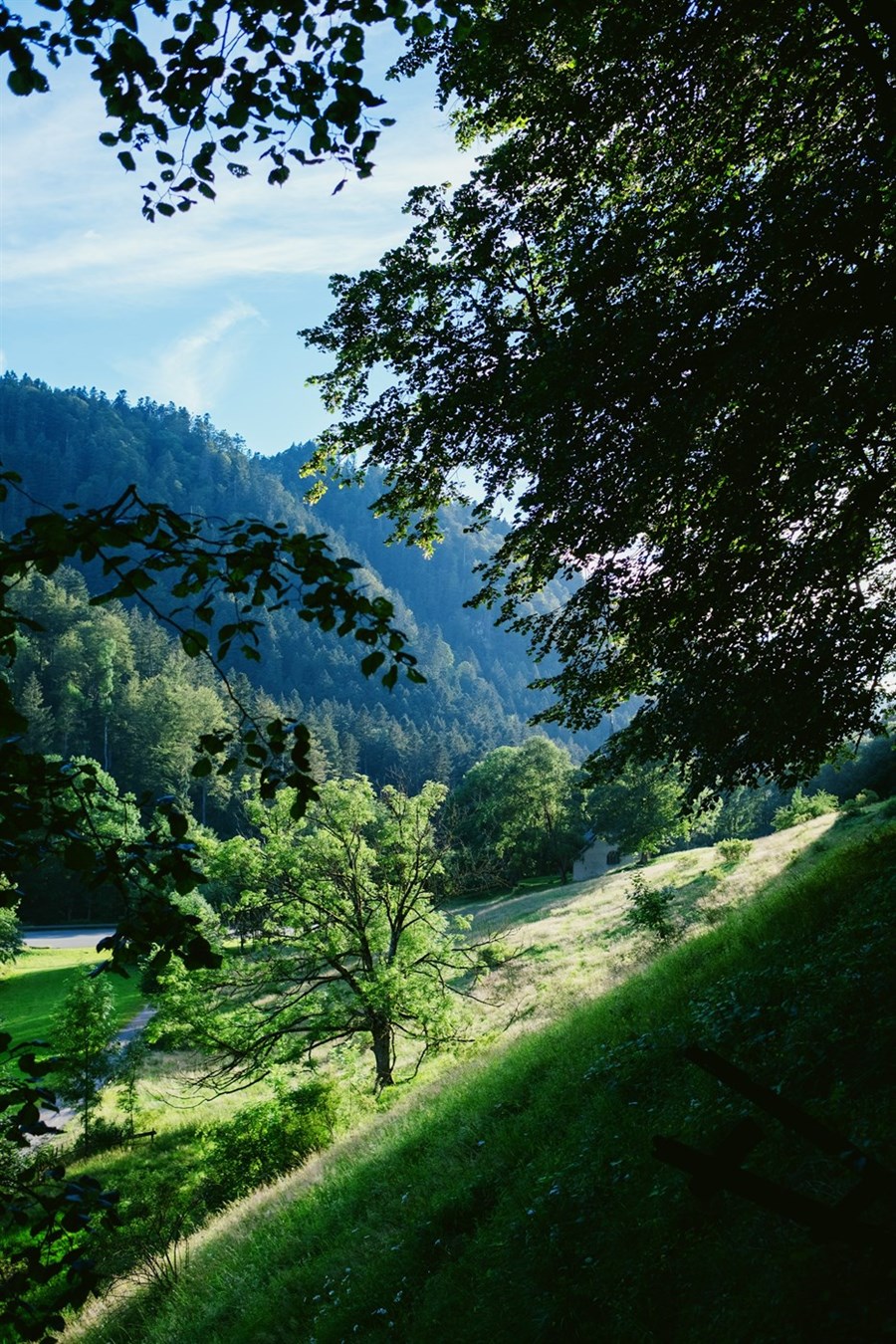 Í Svartaskógi í Þýskalandi. LIFE-áætlunin hefur haft jákvæð áhrif á loftslag og umhverfi, en fær gagnrýni fyrir ógagnsæi.