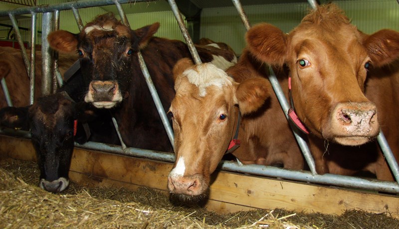 Aukin dýravelferð er forgangsmál