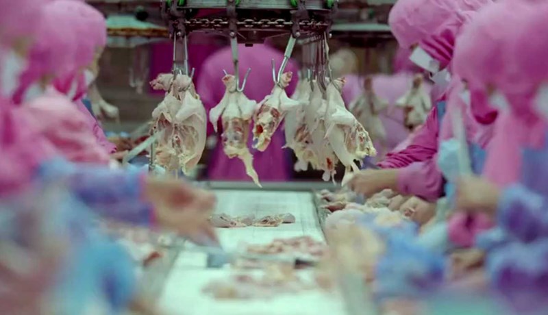 Gríðarleg aukning er í notkun sýklalyfja í landbúnaði í Asíu