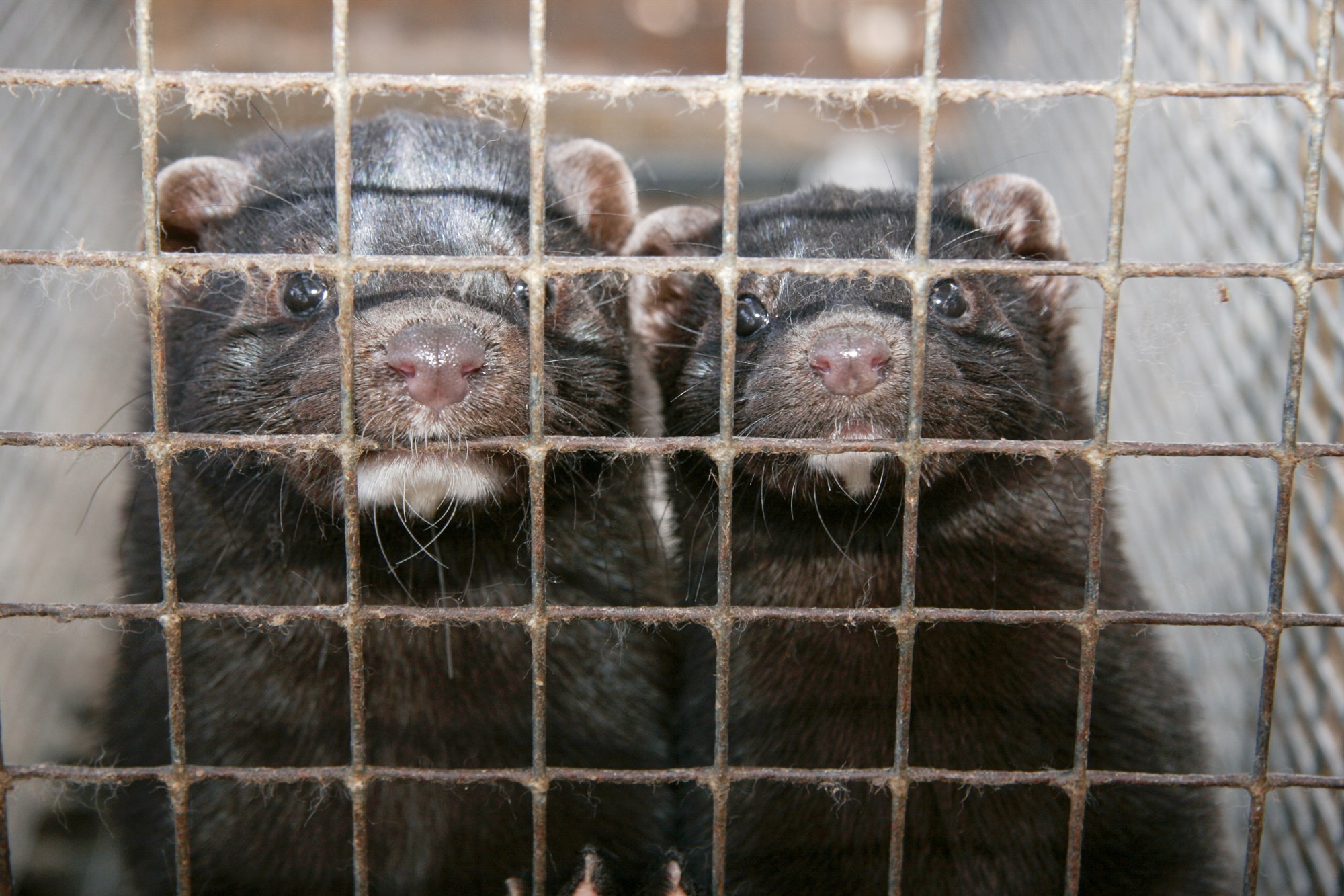 Helmingsfækkun minka