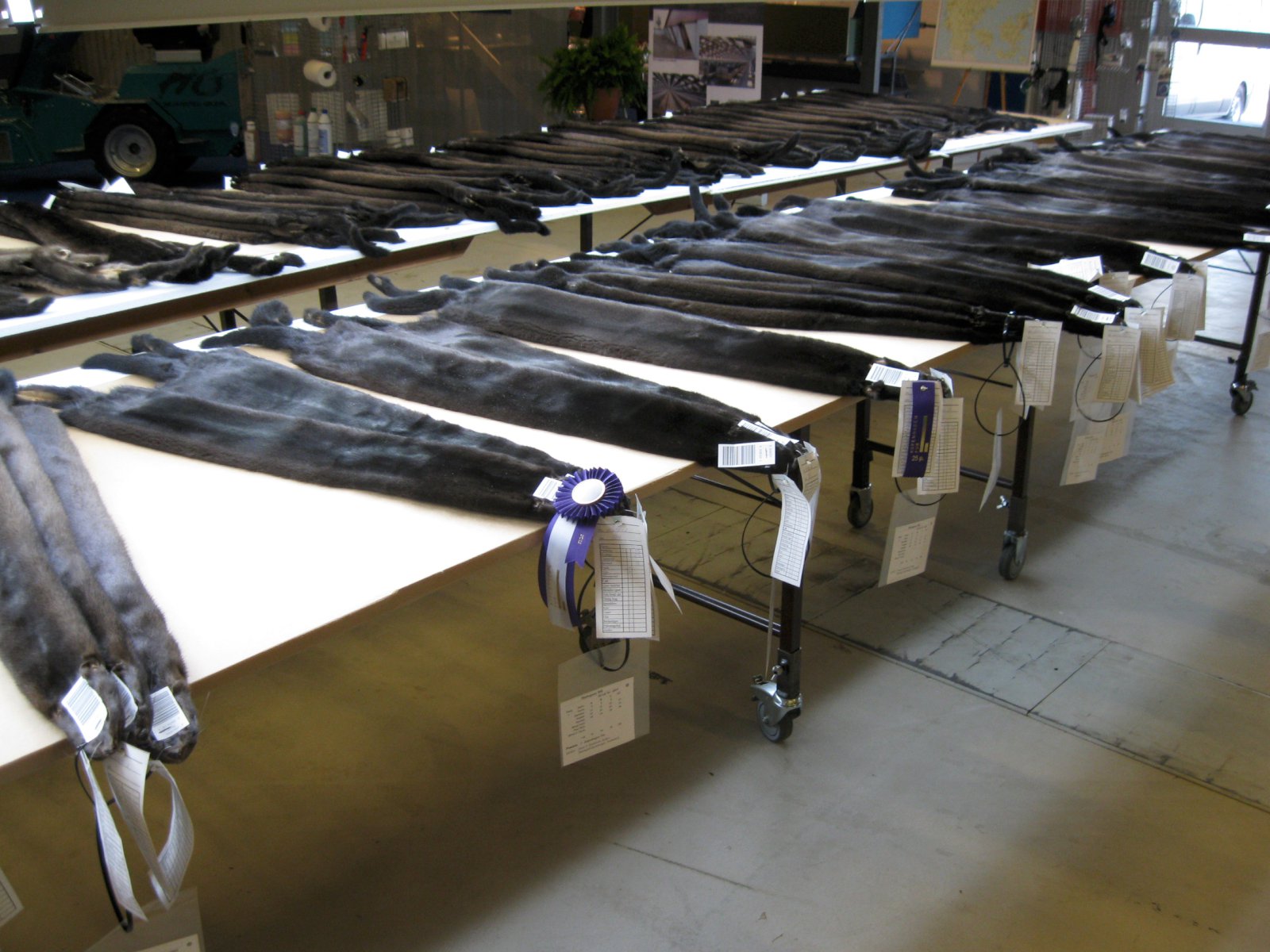 Verð skinna mjög lágt