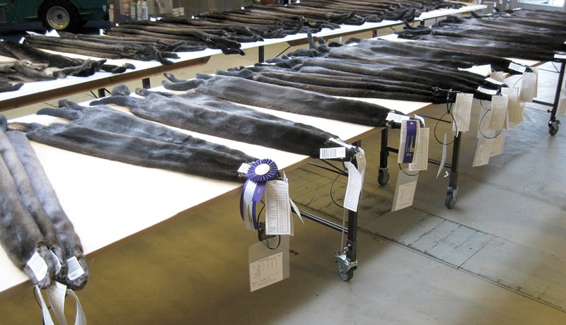 Verð komið í 6 þúsund krónur á skinn og stendur undir framleiðslukostnaði