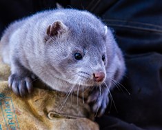 Fimm loðdýrabú leggjast af og eitt stendur eftir