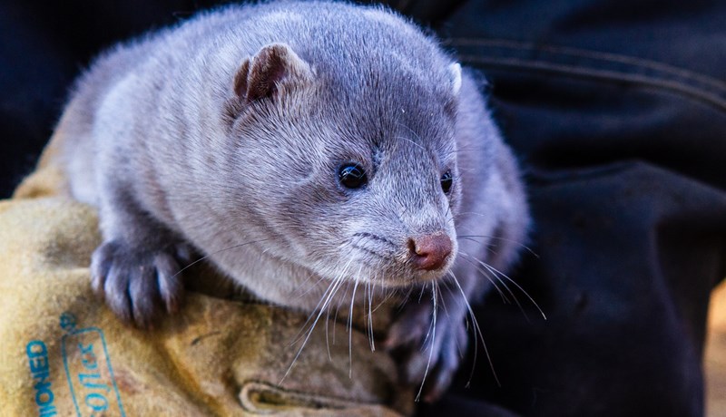 Fimm loðdýrabú leggjast af og eitt stendur eftir