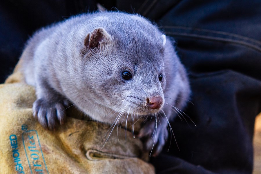 Á landinu eru 8.500 minkalæður og hafa kynbótadýr ekki verið flutt inn í áratug. 