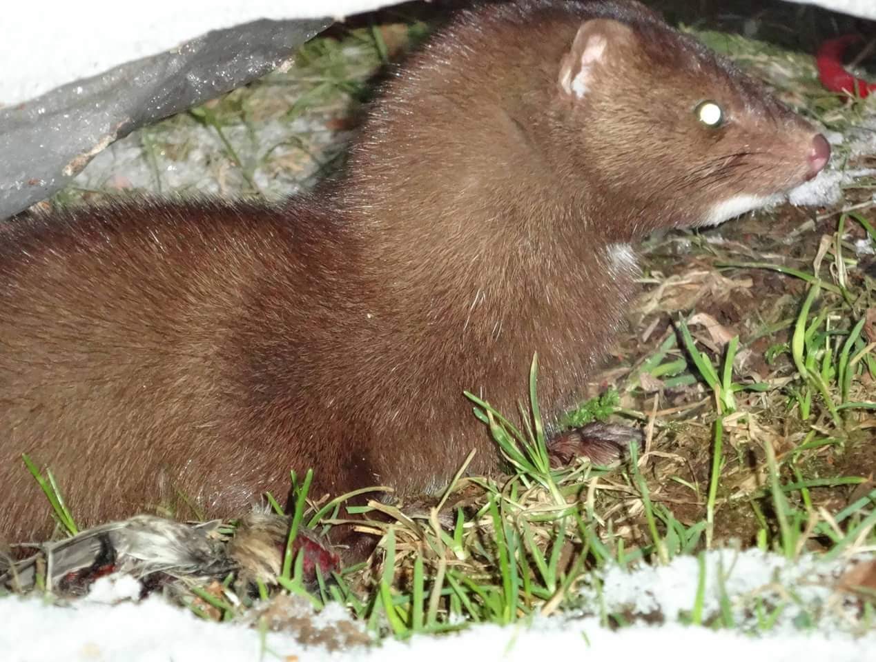 Loðdýraeldi leggst af á Íslandi