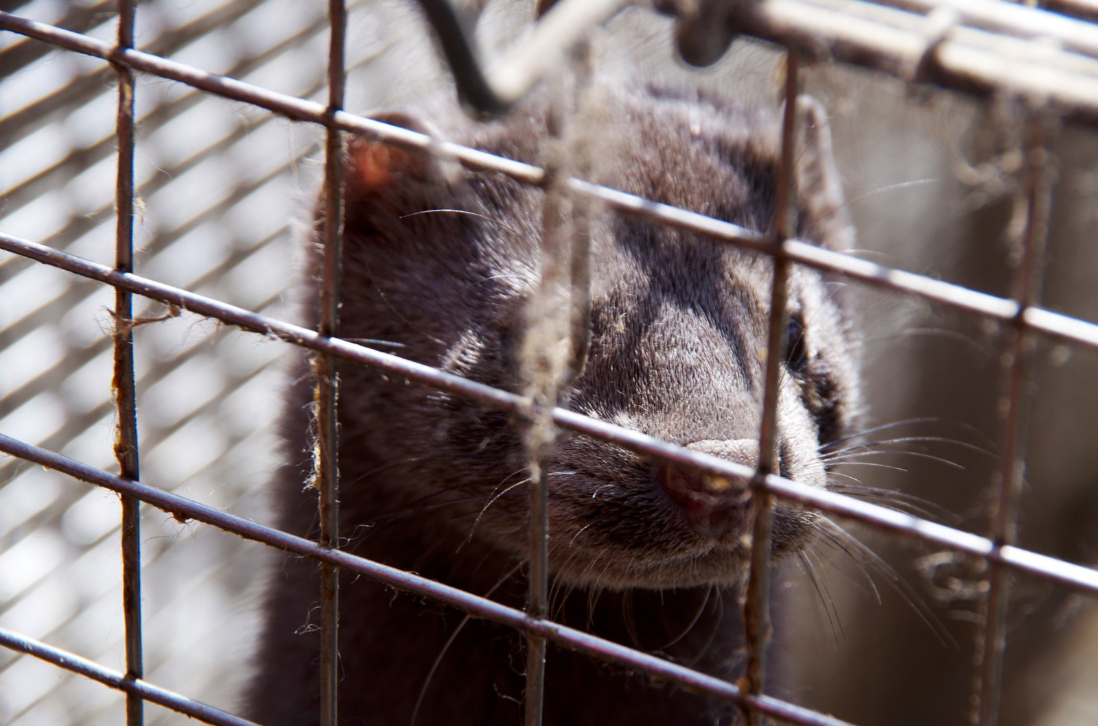 Mikill ótti við blóðsjúkdóm í dönskum mink