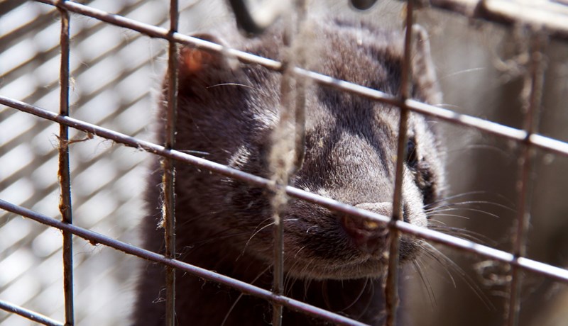 Mikill ótti við blóðsjúkdóm í dönskum mink