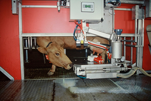 Öll mjaltakerfi þurfa gott viðhald