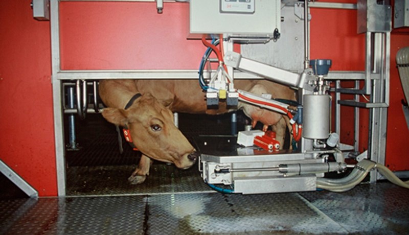 Íslensk mjaltaþjónabú setja nýtt heimsmet