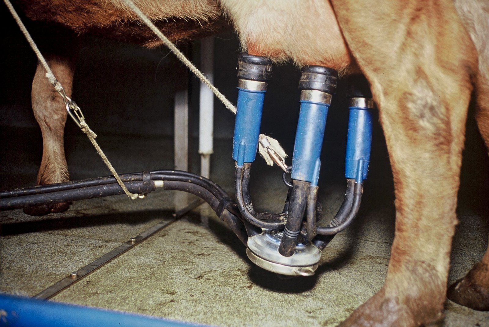 Greiðsla fyrir mjólk umfram greiðslumark en innvigtunargjald hækkar