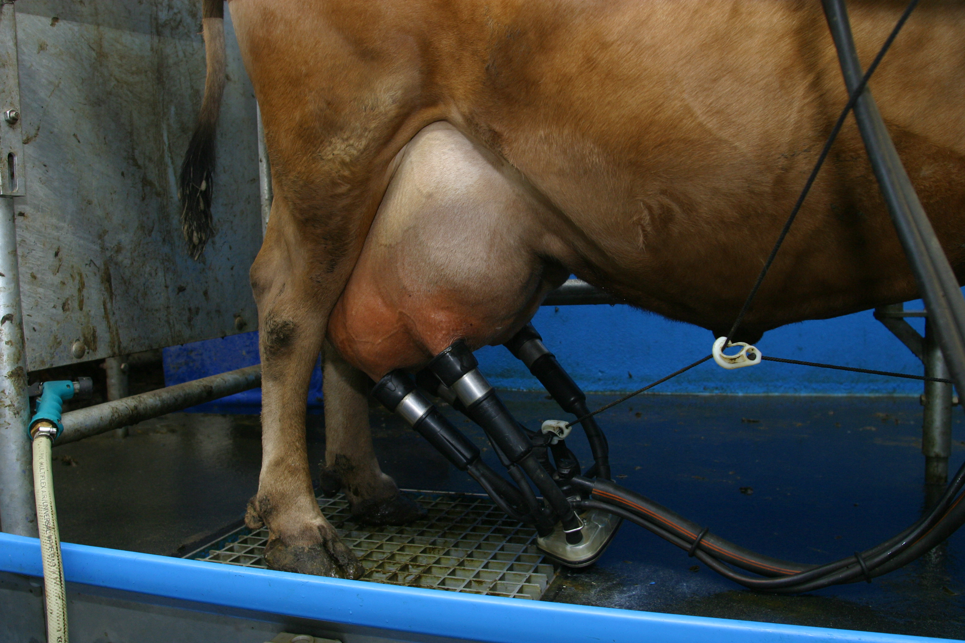 Það stendur óbreytt að nýliðar fengu ekki forgang á síðasta kvótamarkaði