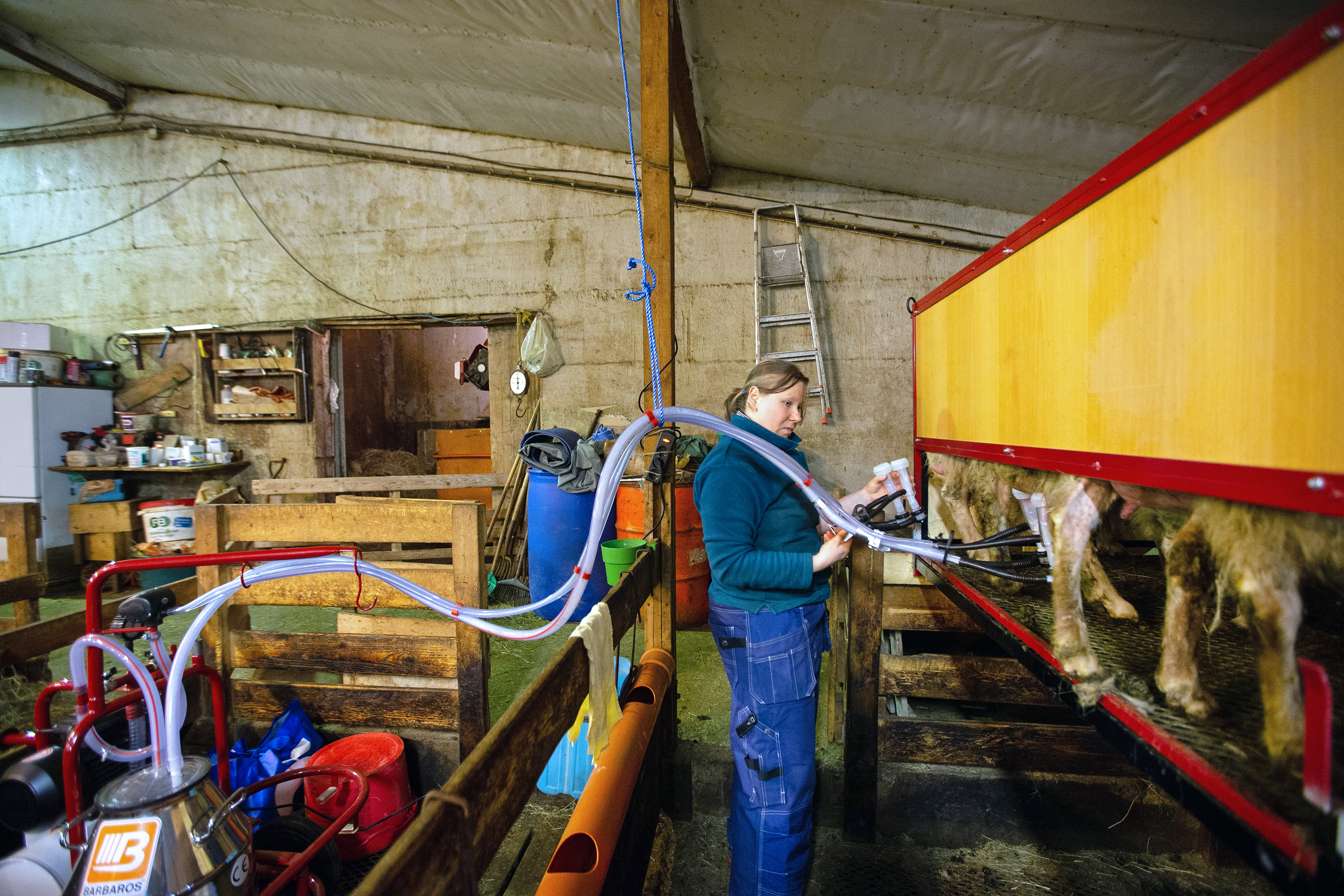 Framleiðsla á vörum úr sauðamjólk ágætis viðbót við hefðbundinn fjárbúskap