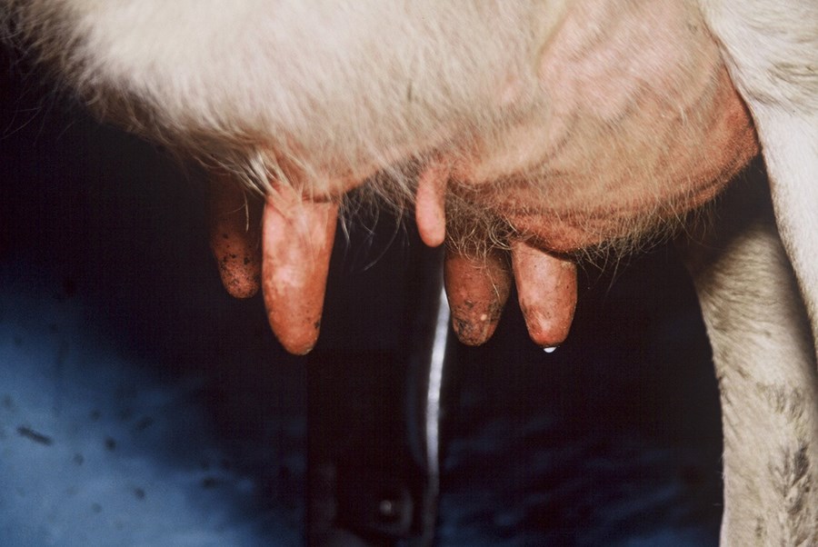 Af dýralæknum og mjólkurframleiðslu