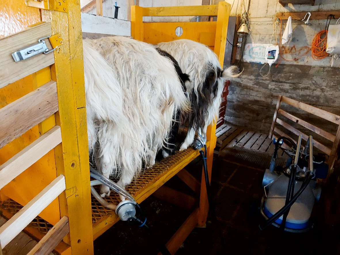 Heilt sumar eyðilagt hjá geitabóndanum Höllu