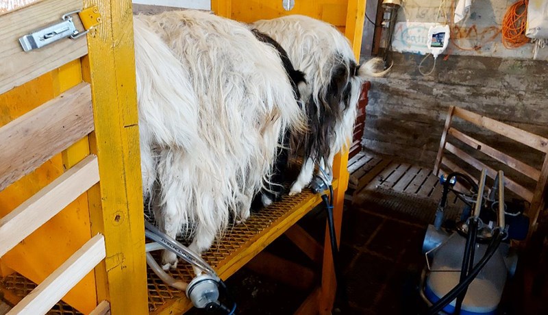 Heilt sumar eyðilagt hjá geitabóndanum Höllu