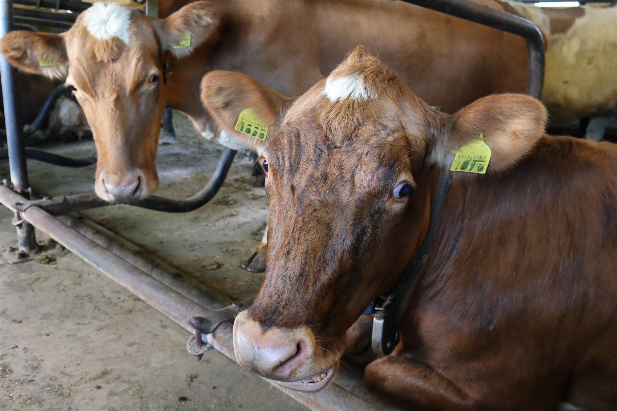 Ásókn í mjólkurkvótann mun meiri en framboð