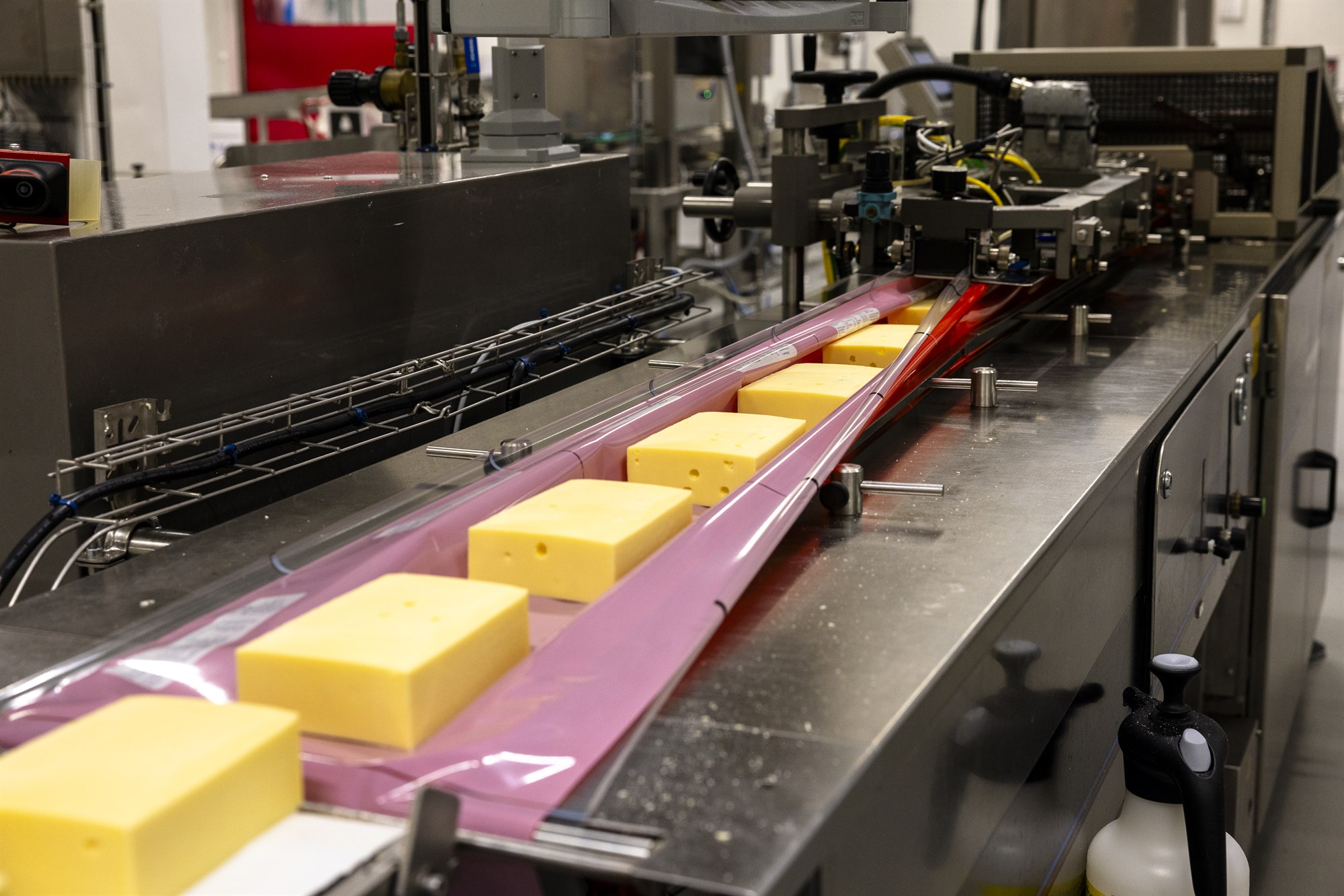 Ostinum pakkað í Reykjavík