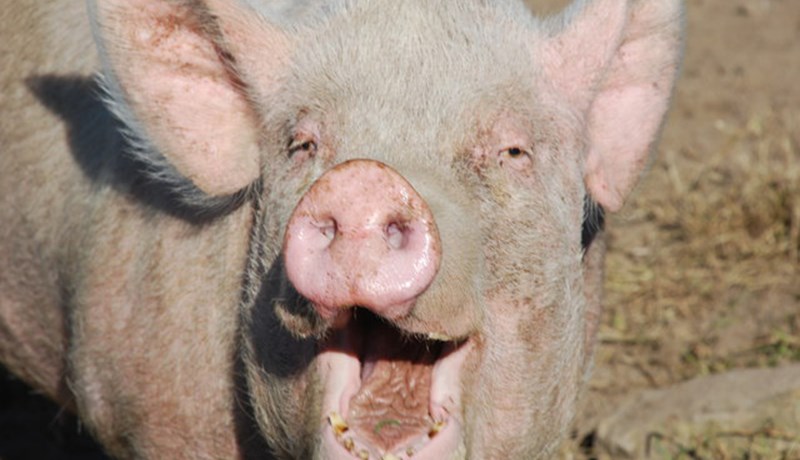 Breskir svínabændur minnka notkun á sýklalyfjum