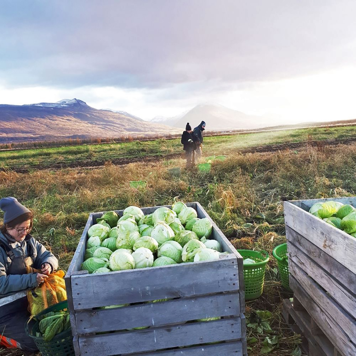 Lífræn ræktun – liður í íslenskri landbúnaðarstefnu
