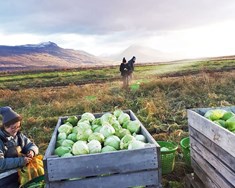 Lífræn ræktun – liður í íslenskri landbúnaðarstefnu