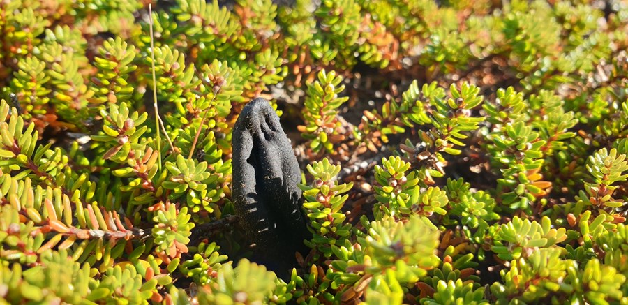 Lífverur í jarðvegi, hinn ósýnilegi grunnur lífs á landi