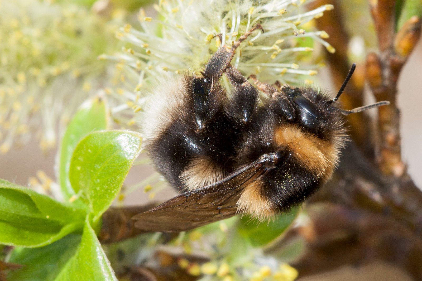 Móhumlan í vanda stödd