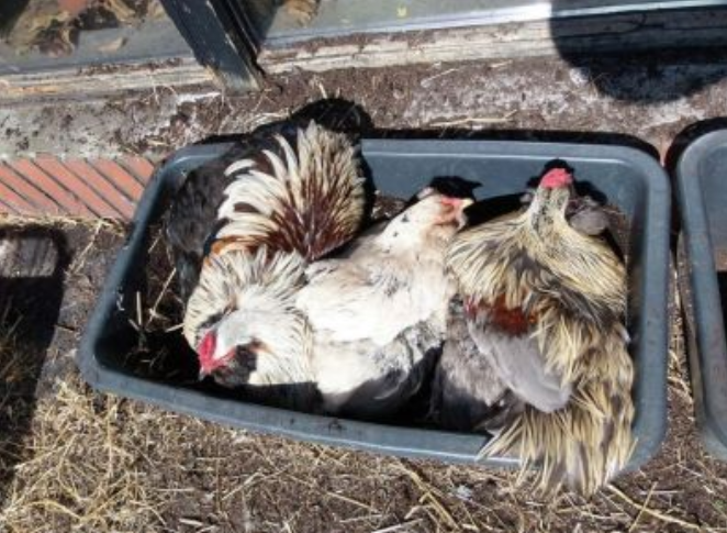 Hænsnahald í smáum stíl