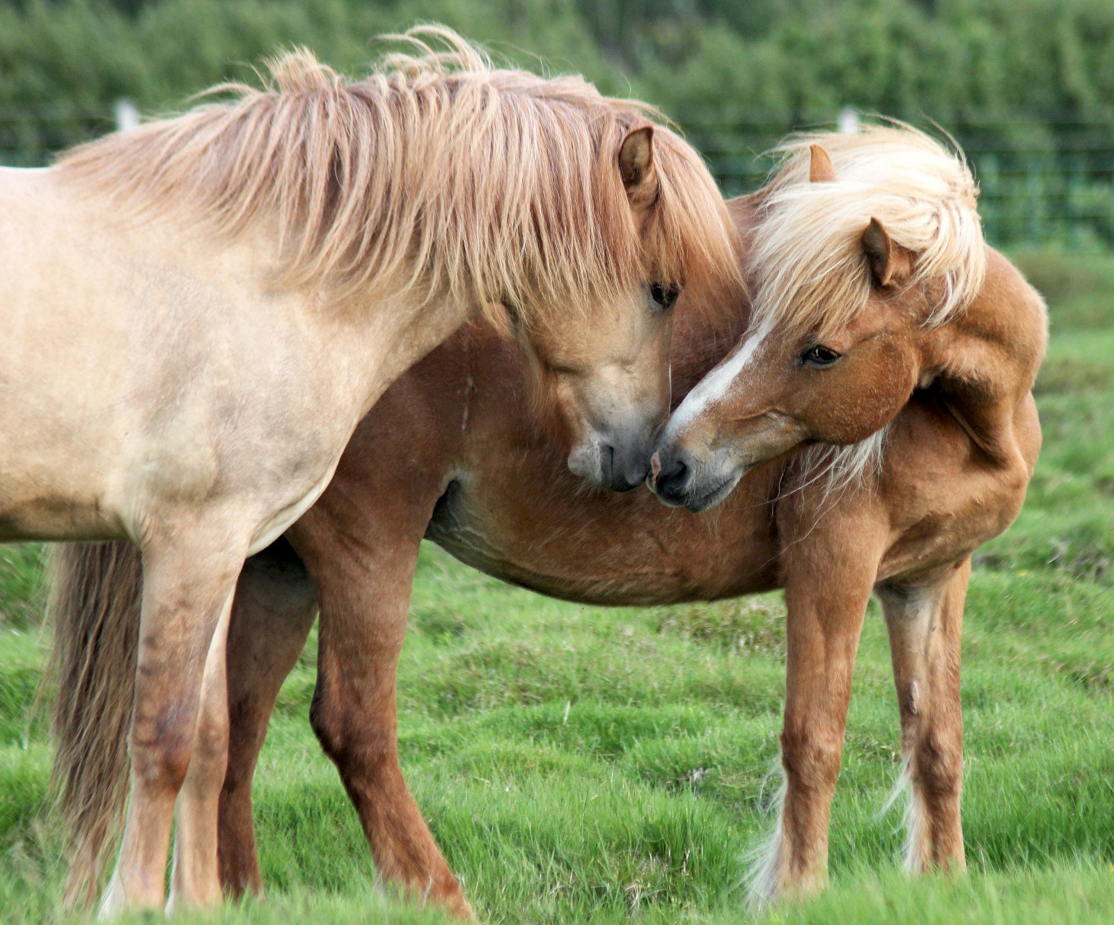 Nægt hesthúsapláss fyrir öll hross